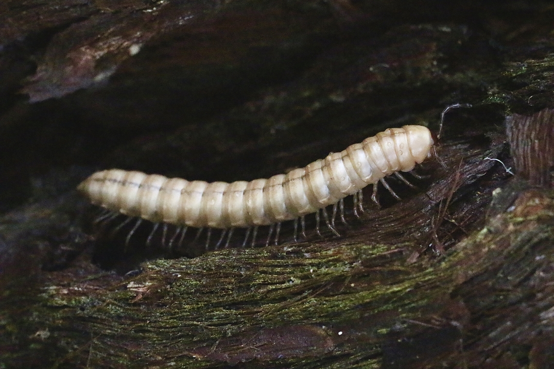 Unidentified millipede  Australia,Dural NSW,Eamw millipedes,Geotagged,Nov 2018,Somethus castaneus,Spring