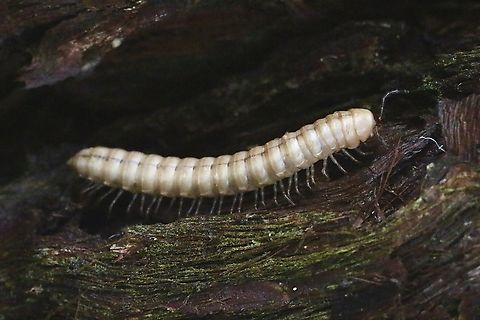 Unidentified millipede  Australia,Dural NSW,Eamw millipedes,Geotagged,Nov 2018,Somethus castaneus,Spring