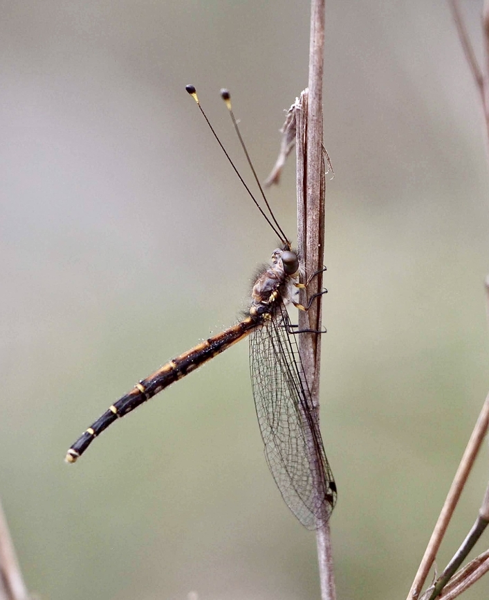 Owl fly-genus Suhpalacsa  Australia,Eamw owlflies,East Kurrajong NSW,Geotagged,Nov 2019,Spring
