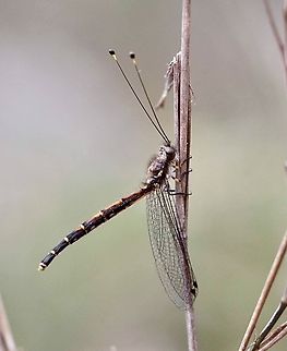 Owl fly-genus Suhpalacsa  Australia,Eamw owlflies,East Kurrajong NSW,Geotagged,Nov 2019,Spring