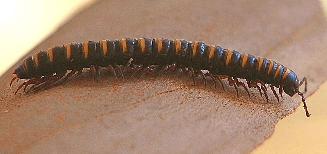 Paradoxosomatidae  Australia,Camden NSW,DEC.2019,Eamw millipedes,Geotagged,Summer