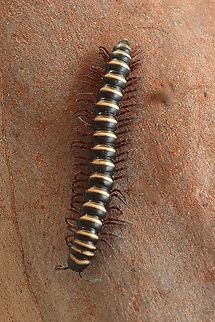 Genus Heterocladosoma  Australia,Camden NSW,Dec.2019,Eamw millipedes,Geotagged,Summer