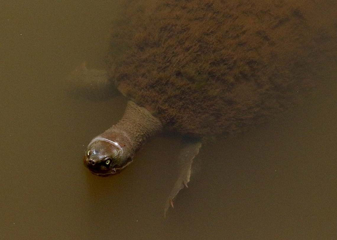 Eastern short - necked Turtle - Emydura macquarii  Australia,Eamw turtles,Emydura macquarii,Geotagged,Nov 2017,Spring,Tenterfield Nsw