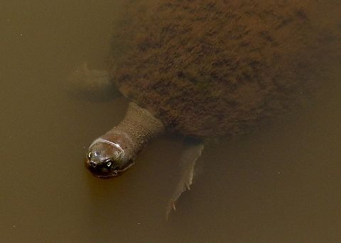 Eastern short - necked Turtle - Emydura macquarii Australia,Eamw turtles,Emydura macquarii,Geotagged,Nov 2017,Spring,Tenterfield Nsw