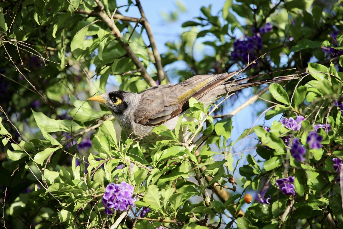 Noisy miner - Manorina melanocephala  Australia,Eamw birds,Eamw honeyeaters,Geotagged,Manorina melanocephala,Noisy miner,Nov 2017,Spring,Tenterfield Nsw