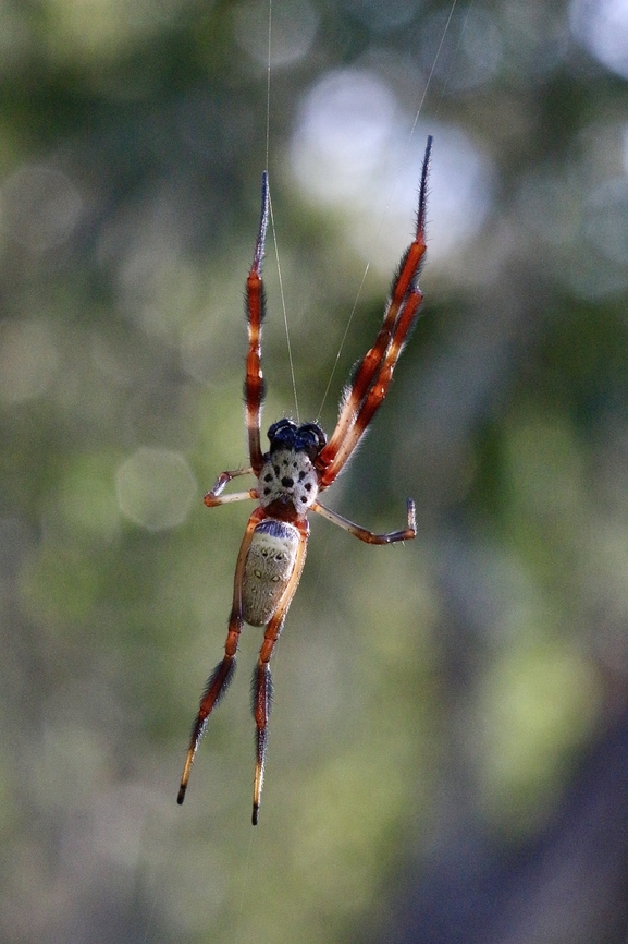 Golden orb-web Spider -Trichonephila edulis  Australia,Eamw spiders,Geotagged,Spring,Trichonephila clavipes,Trichonephila edulis