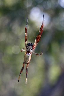 Golden orb-web Spider -Trichonephila edulis  Australia,Eamw spiders,Geotagged,Spring,Trichonephila clavipes,Trichonephila edulis