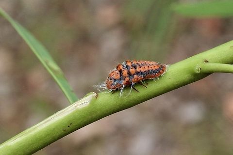 Giant Mealy bug.  Genus - Monophlebulus  Australia,Dec 2017,Geotagged,Giant Mealy bug,Karana Downs Qld,Spring