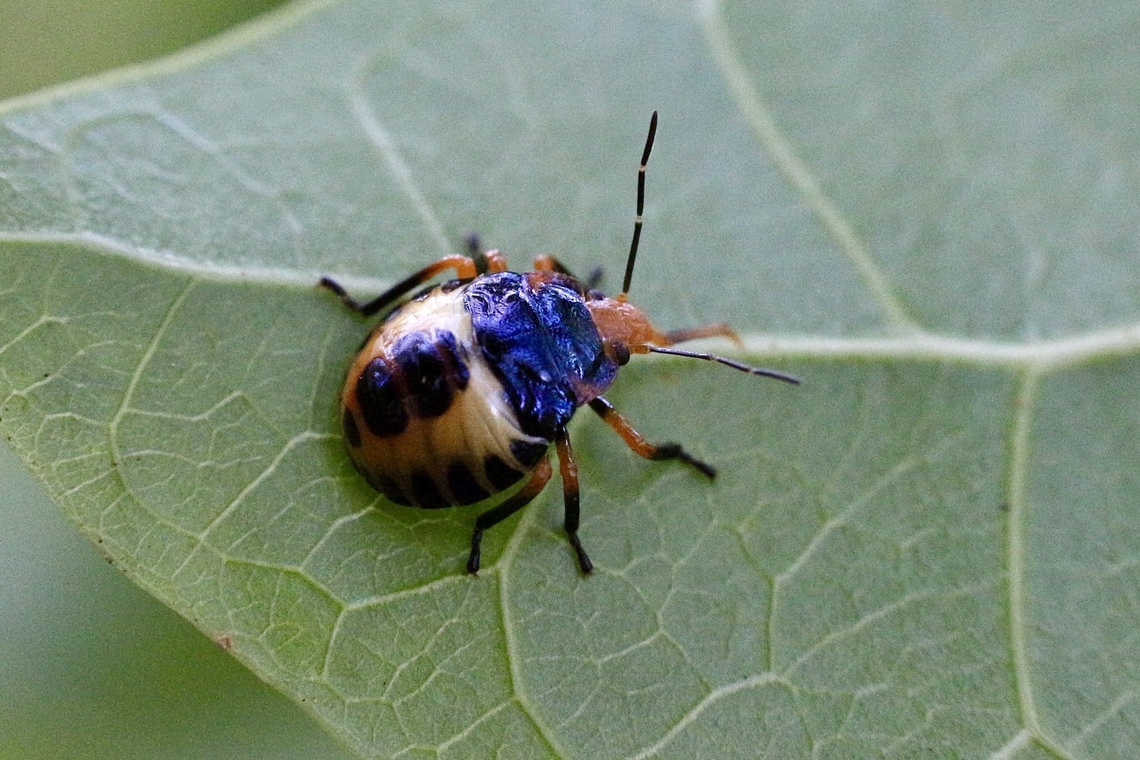 Predatory Stink bug - Amyotea hamata Possibly 3rd.instar. Amyotea hamata,Australia,Dec 2017,Eamw stink bugs,Geotagged,Karana Downs Qld,Spring,stink bug