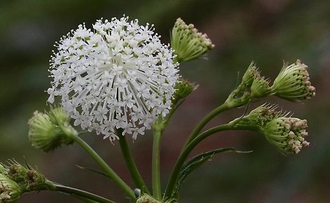 Trachymene composita  Australia,Domin,Eamw flora,Geotagged,Langwarrin Viv,Nov 2018,Spring,Trachymene composita
