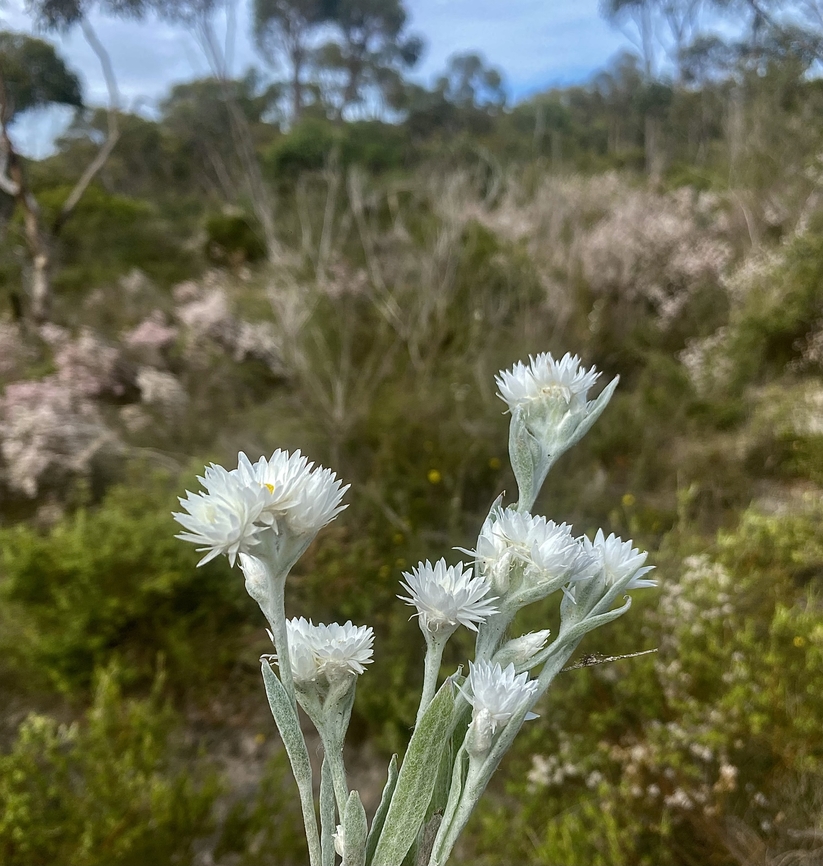 Woolly Everlasting - Argentipallium blandowskianum  Argentipallium blandowskianum,Australia,Cox Scrub,Eamw flora,Geotagged,Spring,Woolly Everlasting