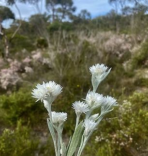 Woolly Everlasting - Argentipallium blandowskianum  Argentipallium blandowskianum,Australia,Cox Scrub,Eamw flora,Geotagged,Spring,Woolly Everlasting
