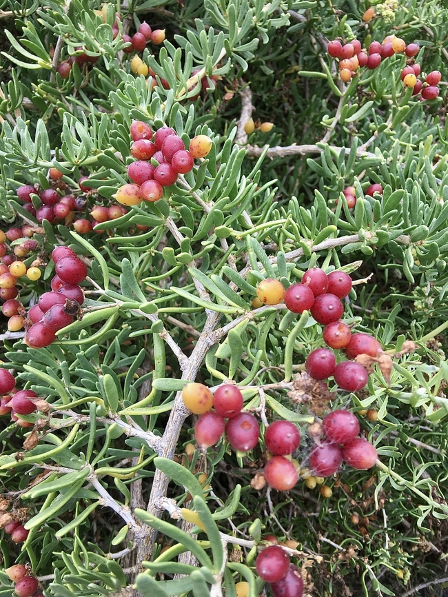 Nitre Bush - Nitraria billardierei  Australia,Eamw flora,Encounter Bay SA,Geotagged,Nitraria billardierei,Nitre bush,Summer