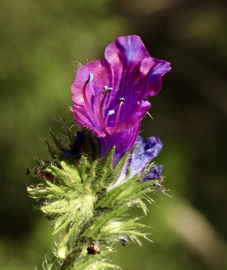 Paterson's Curse - Echium plantagineum Paterson&#039;s curse (Echium plantagineum) is a toxic weed native to the Mediterranean region and a declared plant in Western Australia.  Australia,Eamw flora,Echium plantagineum,Geotagged,Purple Viper's-bugloss,Spring,Waitpinga Conservation Park South Australia