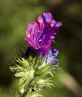 Paterson's Curse - Echium plantagineum Paterson's curse (Echium plantagineum) is a toxic weed native to the Mediterranean region and a declared plant in Western Australia.  Australia,Eamw flora,Echium plantagineum,Geotagged,Purple Viper's-bugloss,Spring,Waitpinga Conservation Park South Australia