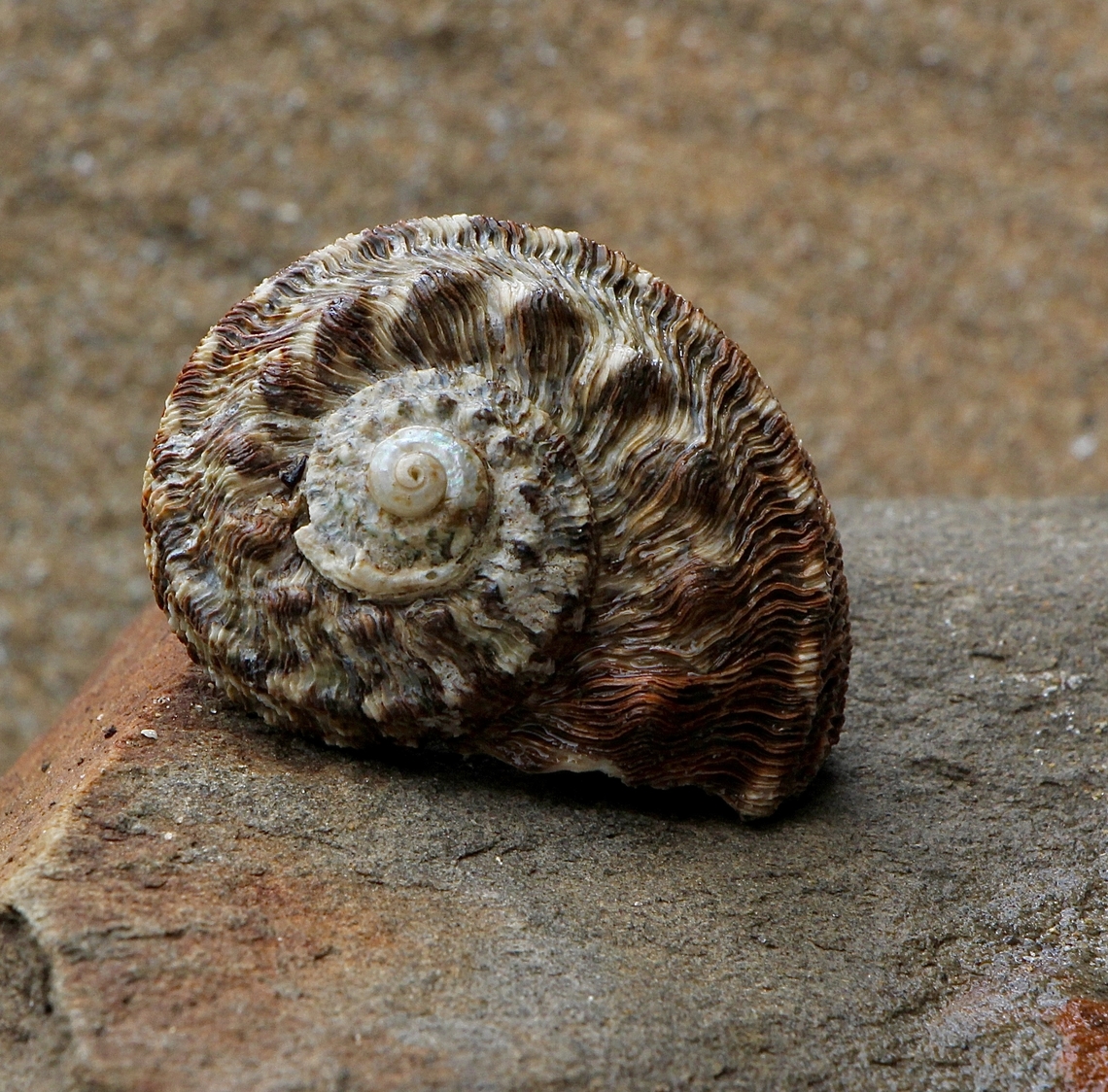 Rough Turban Shell - Lunella torquata  Australia,Encounter Bay SA,Fall,Geotagged,Lunella torquata,eamw marine invertebrates