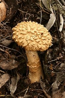 Pineapple Bolete - Boletellus ananas  Australia,Boletellus ananas,Geotagged,Pineapple bolete,Spring