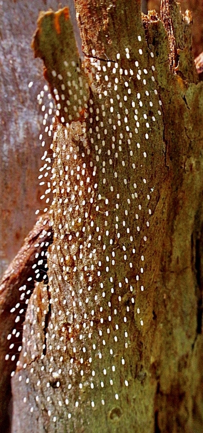 Lacewing eggs on tree bark ( species unidentified)  Australia,Geotagged,Spring