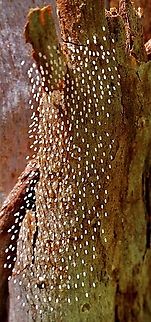 Lacewing eggs on tree bark ( species unidentified)  Australia,Geotagged,Spring