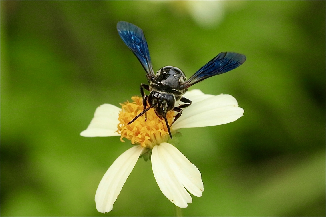 Sharptail Bee - Coelioxys dolichos  Coelioxys dolichos,Geotagged,Summer,United States