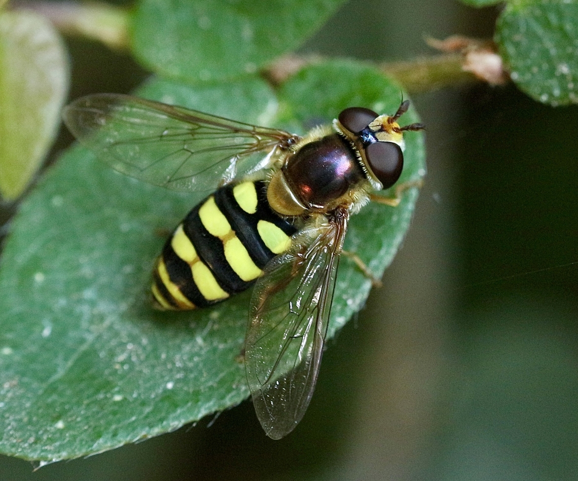 Large-tailed Aphideater - Eupeodes volucris  Bird hover fly,Eupeodes volucris,Geotagged,Summer,United States