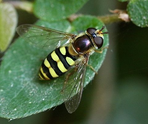 Large-tailed Aphideater - Eupeodes volucris  Bird hover fly,Eupeodes volucris,Geotagged,Summer,United States