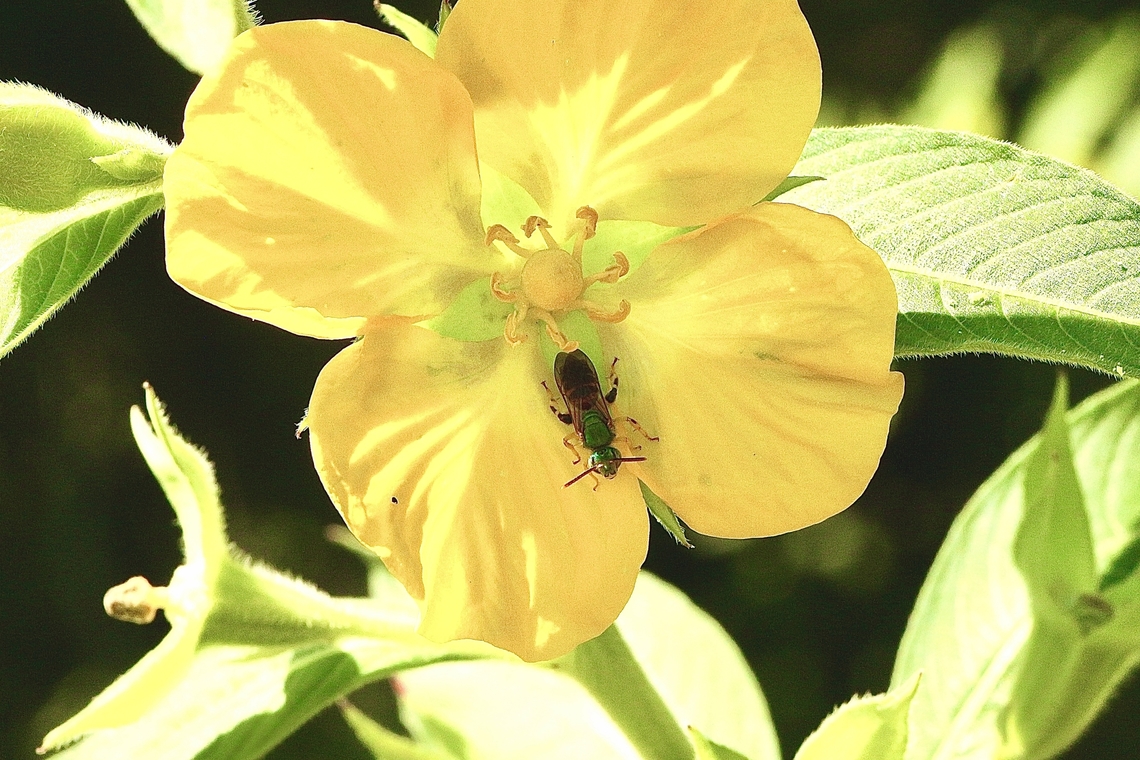 Texas Striped Sweat Bee - Agapostemon texanus  Agapostemon texanus,Geotagged,Summer,Texas Striped Sweat Bee,United States