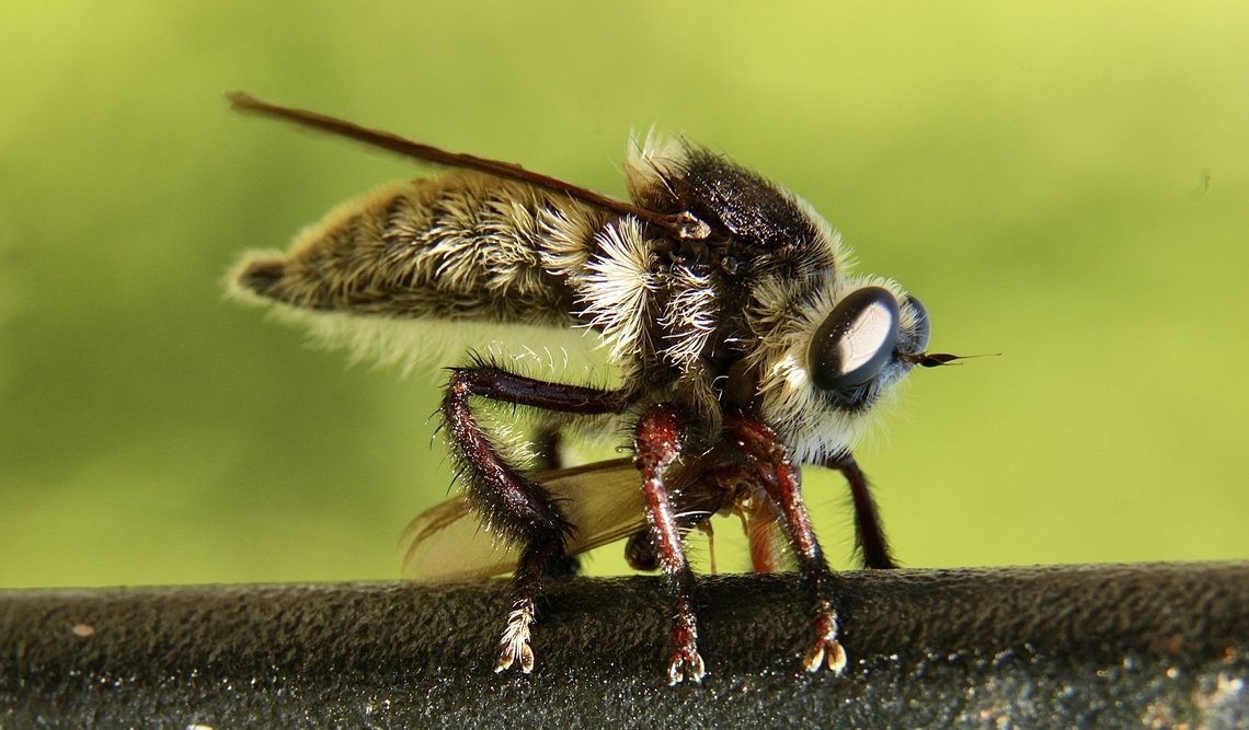 Florida bee killer - Mallophora bomboides  Florida bee killer,Geotagged,Mallophora bomboides,Summer,United States