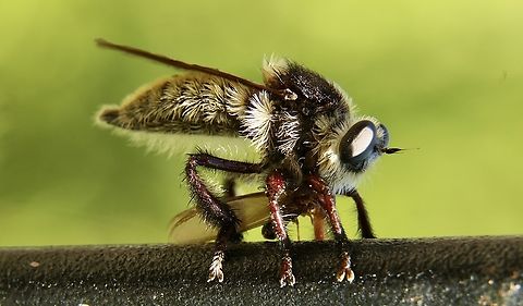 Florida bee killer - Mallophora bomboides Florida bee killer,Geotagged,Mallophora bomboides,Summer,United States