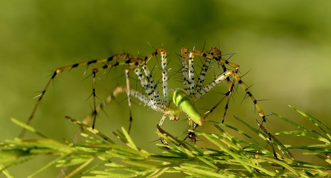 Lesser Green Lynx Spider - Peucetia viridans All legs. Eamw Spiders,Geotagged,Green lynx spider,Orlando,Peucetia longipalpis,Peucetia viridans,Sep 2022,Summer,United States