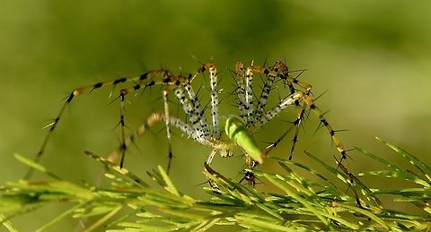 Lesser Green Lynx Spider - Peucetia viridans All legs. Eamw Spiders,Geotagged,Green lynx spider,Orlando,Peucetia longipalpis,Peucetia viridans,Sep 2022,Summer,United States