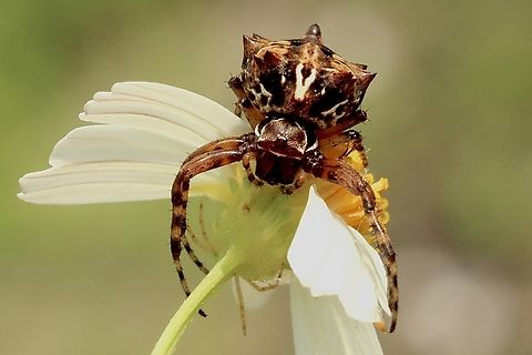 Starbellied Orbweaver - Acanthepeira stellata  Acanthepeira stellata,Eamw spiders,Geotagged,Orlando,Starbellied Orbweaver,Summer,United States