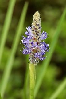 Picketelweed - Pontederia cordata  Geotagged,Pickerelweed,Pontederia cordata,Summer,United States