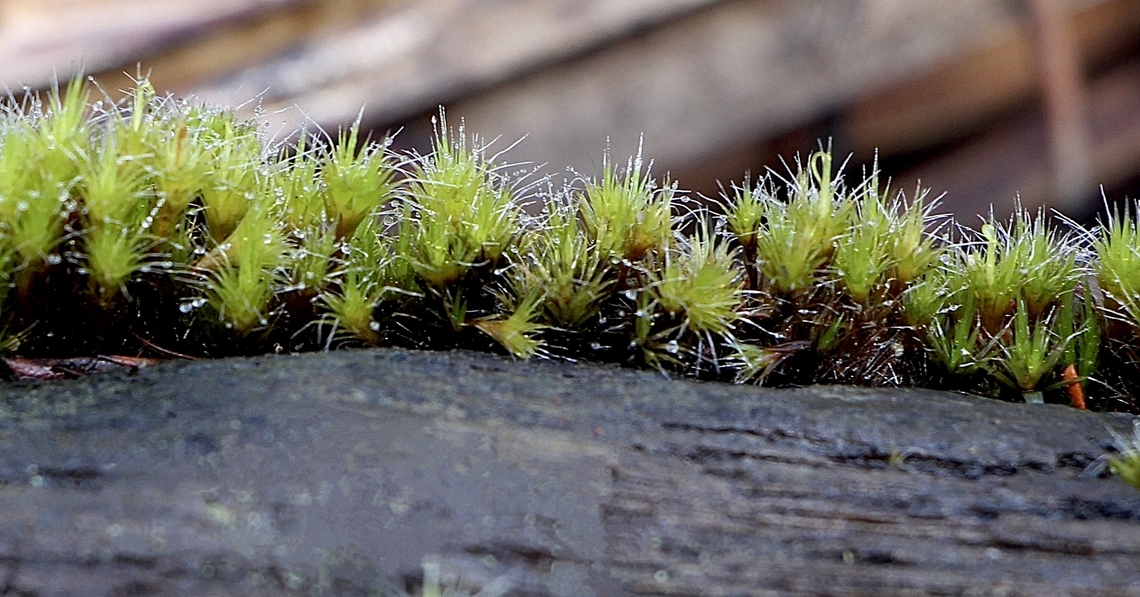 Heath star moss - Campylopus introflexus  Australia,Campylopus introflexus,Eamw flora,Geotagged,Spring Mount,Winter