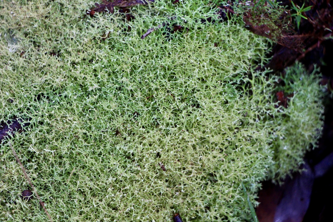 Cladia aggregata  Australia,Cladia aggregata,Common Cladia,Eamw lichen,Geotagged,Winter,spring mount
