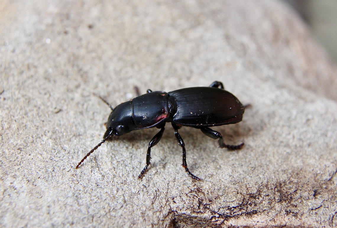 Secatophus australis  Australia,Eamw beetles,Geotagged,Secatophus australis,Spring Mount conservation park SA,Winter