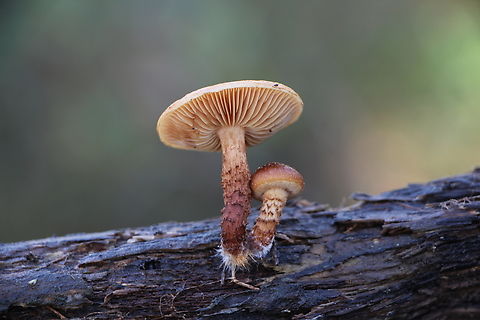 Pholiota communis