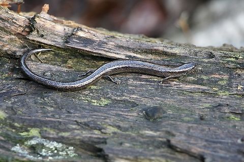 Three-toed earless skink - Hemiergis decresiensis  Australia,Eamw reptiles,Geotagged,Hemiergis decresiensis,Spring Mount Conservation Park South,Three-toed earless skink,Winter