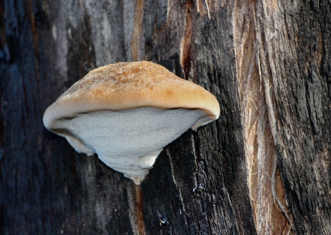 Postia pelliculosa  Australia,Eamw fungi,Geotagged,Postia pelliculosa,Spring Mount Conservation Park South Australia,Winter