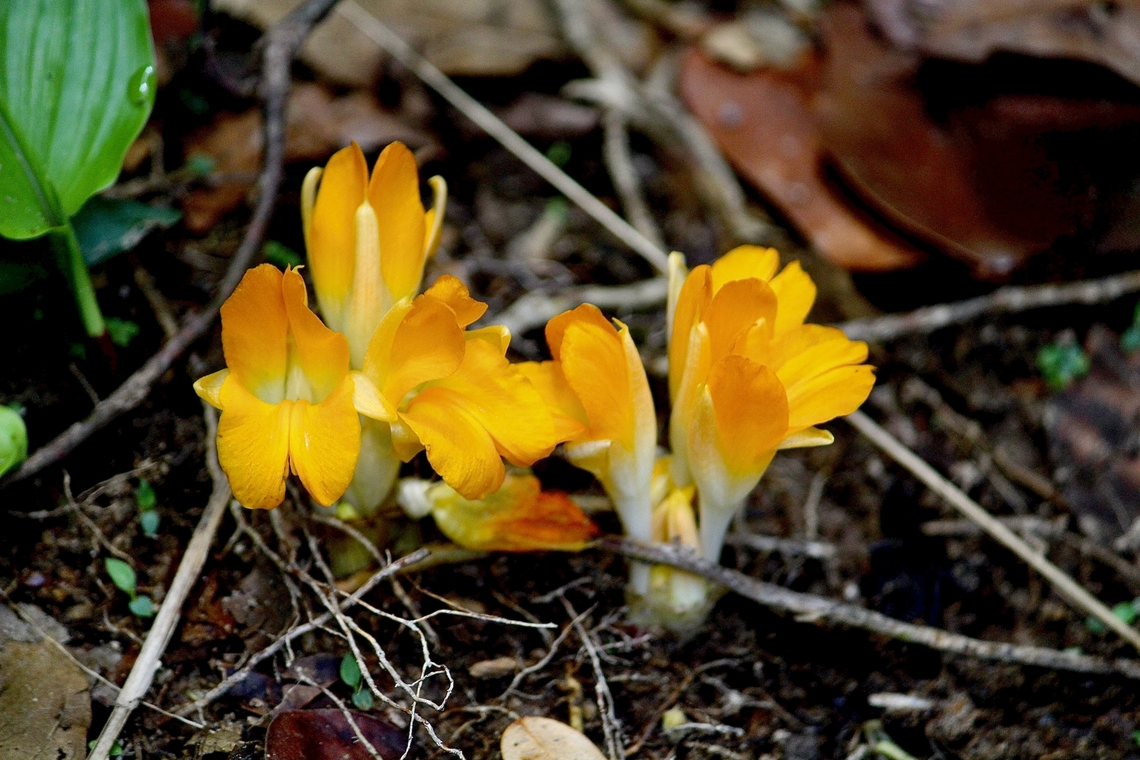 Turmeric flowers - Curcuma longa  Curcuma longa,Eamw flora,Geotagged,Spring,Turmeric,Vietnam