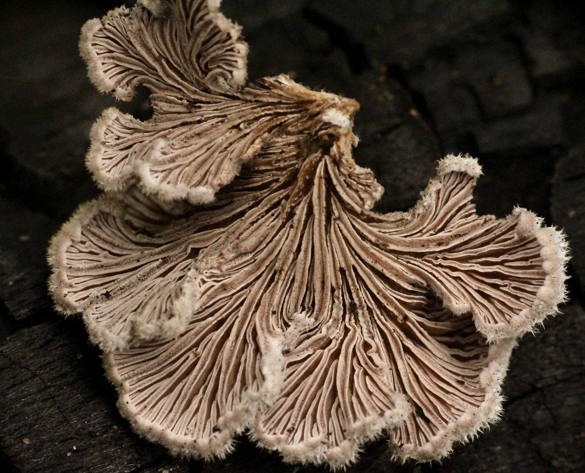 Splitgill Mushroom - Schizophyllum commune  Australia,Eamw fungi,Geotagged,Mornington peninsula vic,Schizophyllum commune,Splitgill Mushroom,Winter