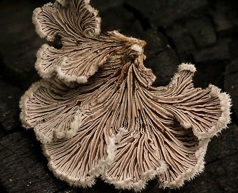 Splitgill Mushroom - Schizophyllum commune  Australia,Eamw fungi,Geotagged,Mornington peninsula vic,Schizophyllum commune,Splitgill Mushroom,Winter