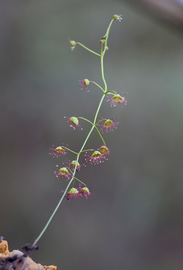 Climbing Sundew - Drosera planchonii,  Australia,Climbing Sundew,Drosera planchonii,Eamw flora,Geotagged,Spring Mount Conservation Park South Australia,Summer,Winter