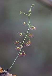 Climbing Sundew - Drosera planchonii,  Australia,Climbing Sundew,Drosera planchonii,Eamw flora,Geotagged,Spring Mount Conservation Park South Australia,Summer,Winter
