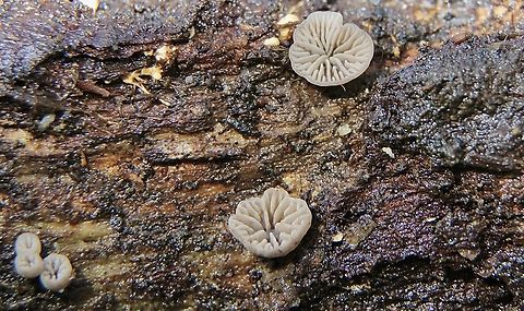 Smoked Oysterling - Resupinatus applicatus Growing under a fallen decaying branch . Australia,Eamw fungi,Geotagged,Resupinatus applicatus,Smoked Oysterling,Spring mount,Winter