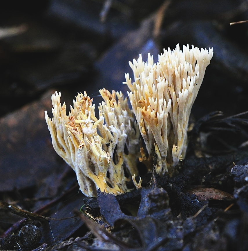 Ramaria filicicola Growing in Eucalyptus forest leave litter. Australia,Eamw coral fungi,Eamw fungi,Geotagged,Ramaria filicicola,Spring Mount Conservation Park South Australia,Winter