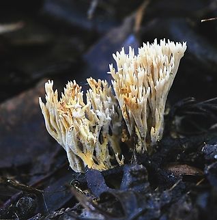 Ramaria filicicola