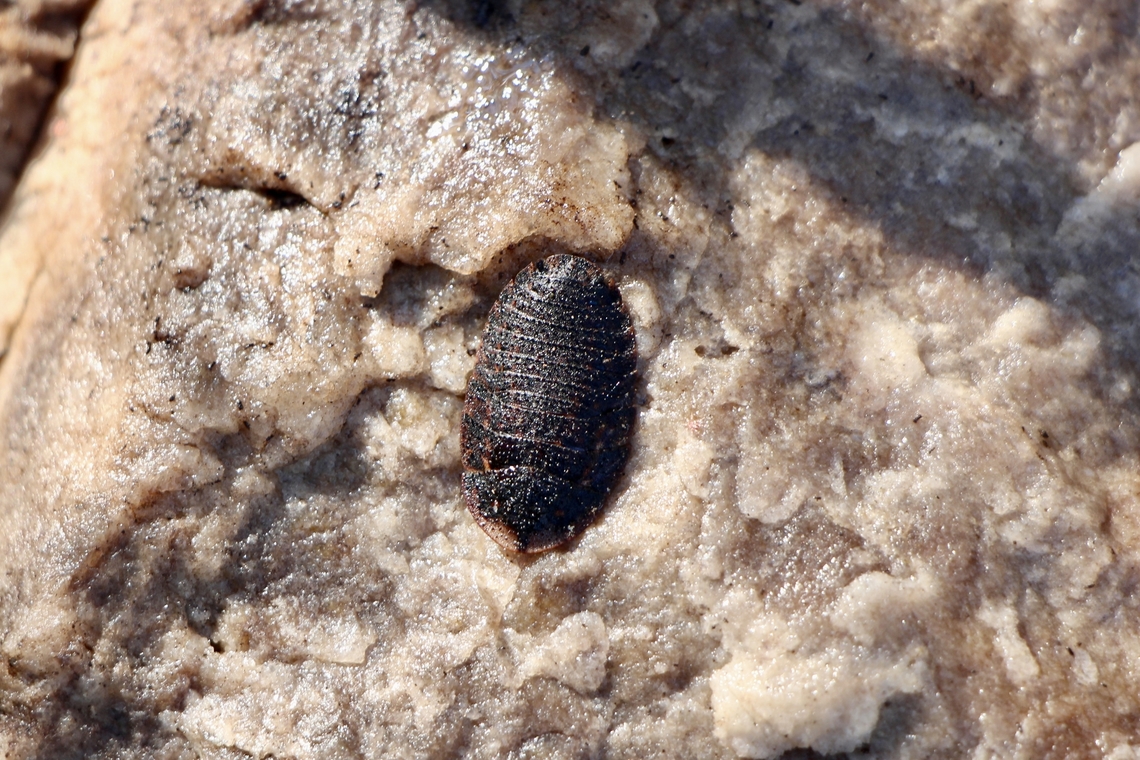 Bark cockroach- Laxta granicollis Female found under a quartz rock. Australia,Bark cockroach,Eamw cockroaches,Geotagged,Laxta granicollis,Ramaria filicicola,Spring Mount,Winter