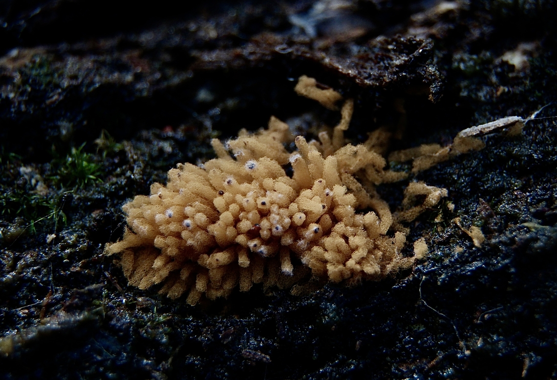 Yellow Carnival Candy Slime - Arcyria obvelata Sorry for poor quality image. I didn&rsquo;t realize what I was looking at and will try to do better next time. Arcyria obvelata,Australia,Eamw fungi,Geotagged,Spring Mount Conservation Park South Australia,Winter,Yellow Carnival Candy Slime