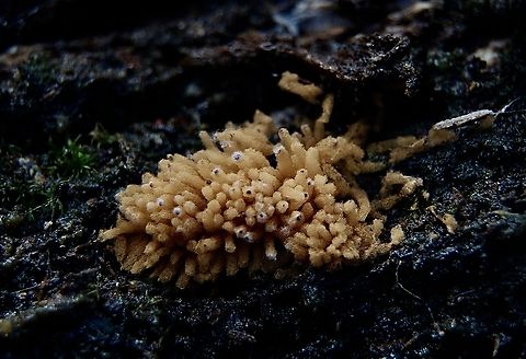 Yellow Carnival Candy Slime - Arcyria obvelata Sorry for poor quality image. I didn’t realize what I was looking at and will try to do better next time. Arcyria obvelata,Australia,Eamw fungi,Geotagged,Spring Mount Conservation Park South Australia,Winter,Yellow Carnival Candy Slime